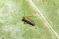 Cicadula