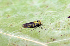 Cicadula