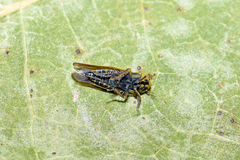 Cicadula