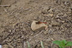 Diplacodes bipunctata