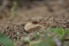 Diplacodes bipunctata