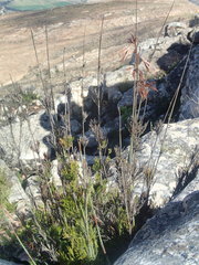 Thamnochortus cinereus