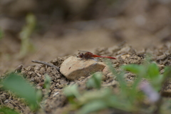 Diplacodes bipunctata