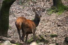 Cervus elaphus corsicanus