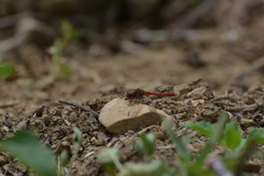 Diplacodes bipunctata