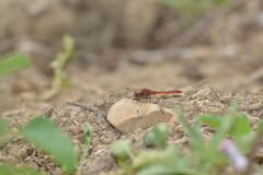 Diplacodes bipunctata