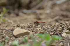 Diplacodes bipunctata