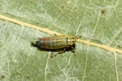 Cicadula