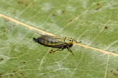 Cicadula
