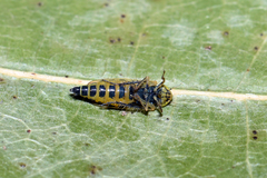 Cicadula