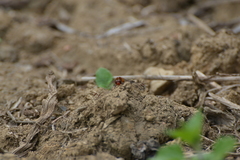 Diplacodes bipunctata