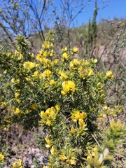 Aspalathus astroites