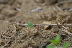 Diplacodes bipunctata