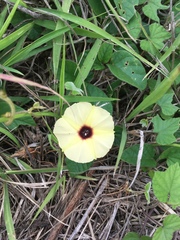 Hewittia malabarica