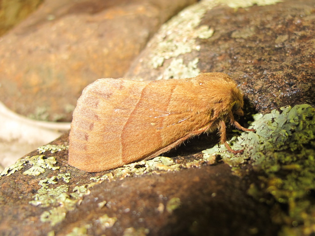 Quadrina diazoma