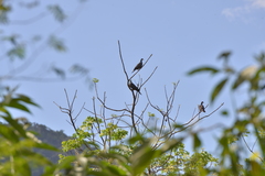 Columba vitiensis hypoenochroa