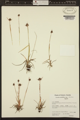 Luzula multiflora frigida