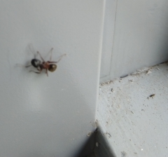 Camponotus herculeanus