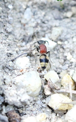 Eotrogaspidia auroguttata