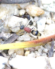 Eotrogaspidia auroguttata