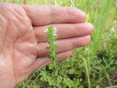 Euphrasia hirtella