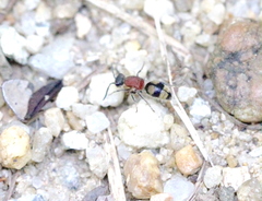 Eotrogaspidia auroguttata