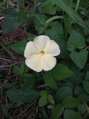 Thunbergia atriplicifolia