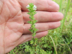 Euphrasia hirtella
