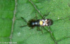 Encyrtus