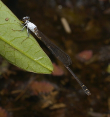 Agriocnemis exsudans