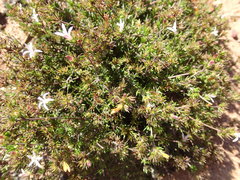 Wahlenbergia rubens
