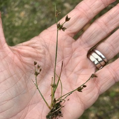 Bulbostylis capillaris