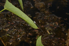 Agriocnemis exsudans