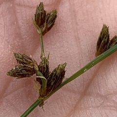 Bulbostylis capillaris