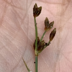 Bulbostylis capillaris