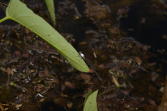 Agriocnemis exsudans