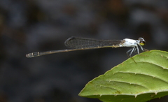 Agriocnemis exsudans