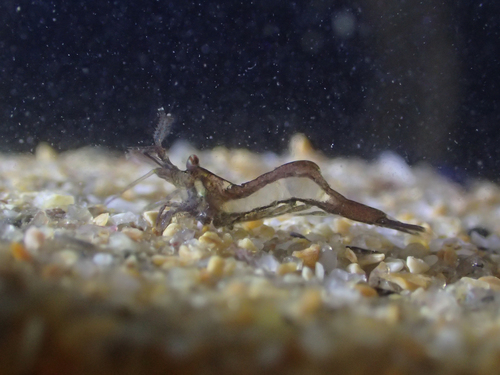Hippolyte leptocerus