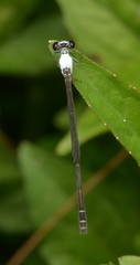 Agriocnemis exsudans
