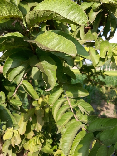 Common guava