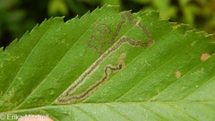Stigmella lemniscella