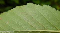 Stigmella lemniscella