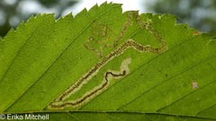 Stigmella lemniscella