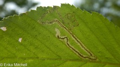 Stigmella lemniscella