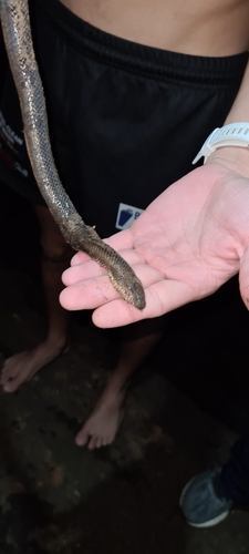 Macleay's Water Snake sighting