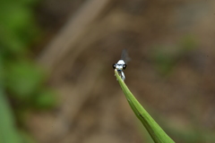 Agriocnemis exsudans