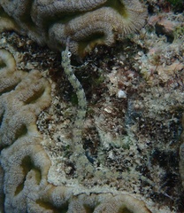 Corythoichthys intestinalis