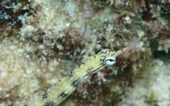 Corythoichthys intestinalis