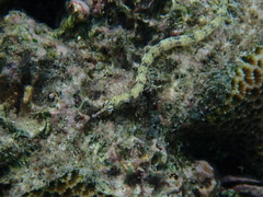 Corythoichthys intestinalis