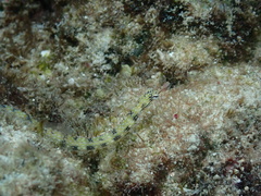 Corythoichthys intestinalis